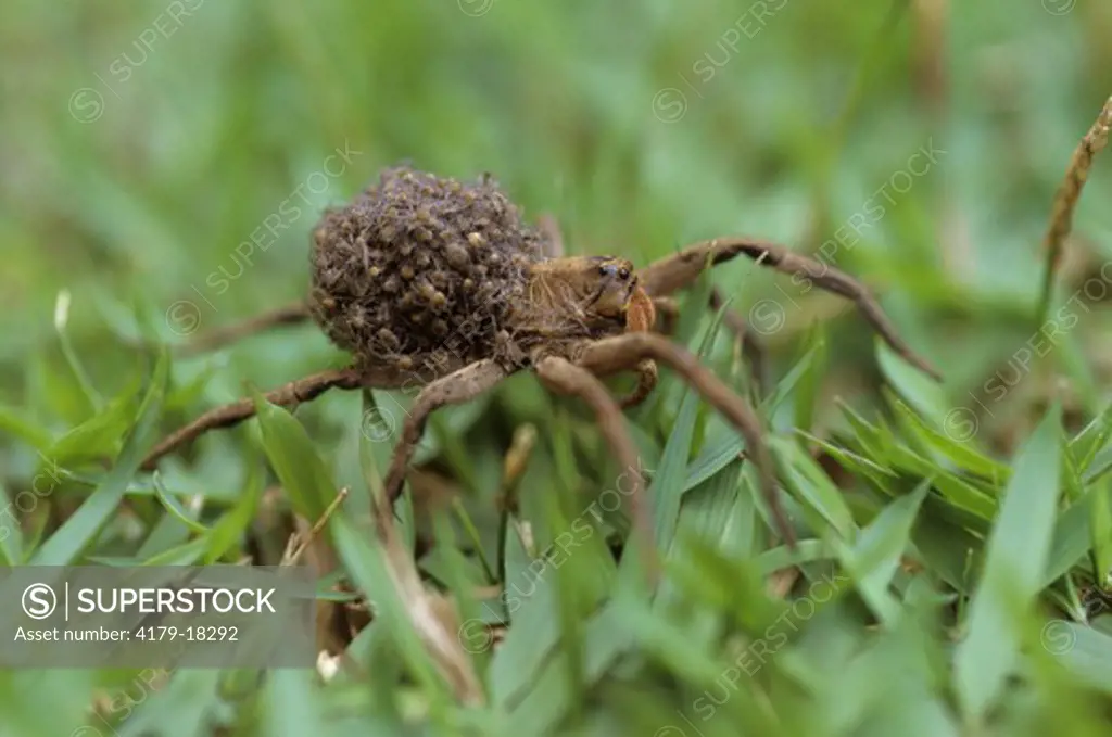 Wolf Spider carrying Young on Back (Lycosa sp.), Brazil