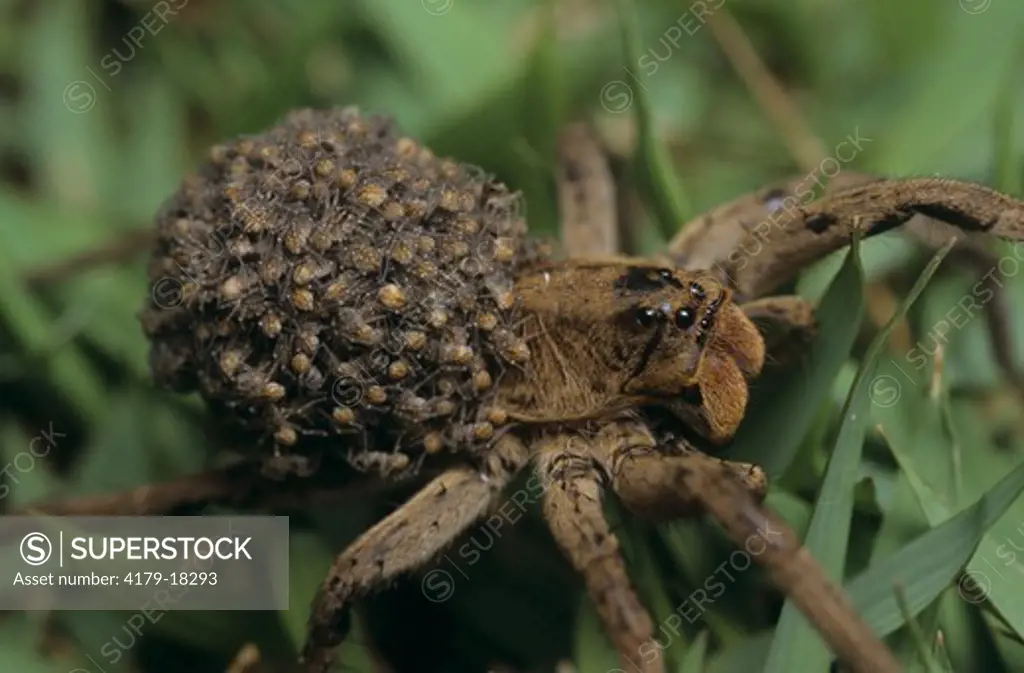 Wolf Spider carrying Young on Back (Lycosa sp.), Brazil