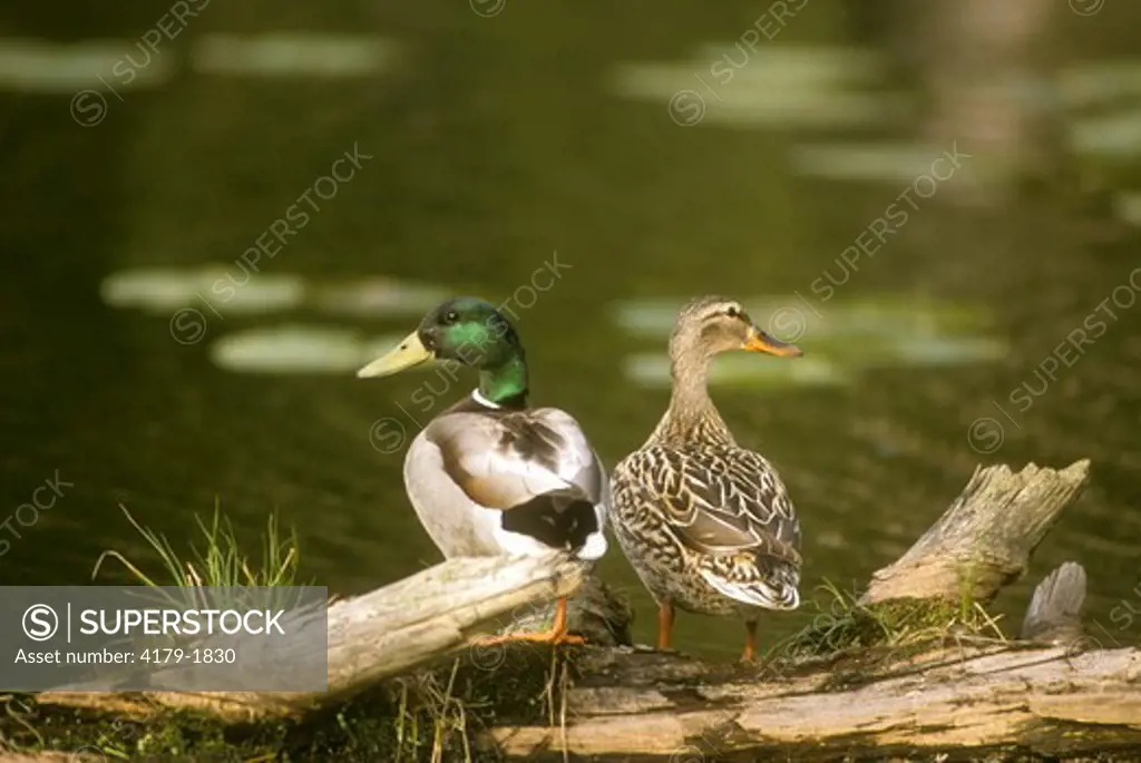Mallard Duck Pair (Anas platyrhychnos) Wexford County, Michigan
