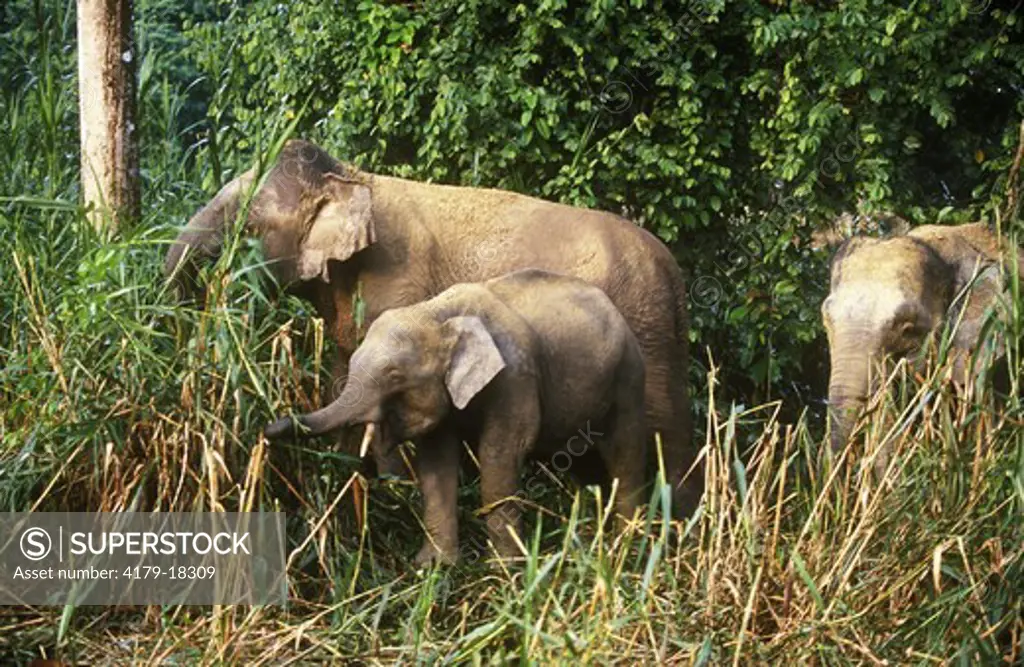 Pygmy Elephant, Sukau River, Borneo
