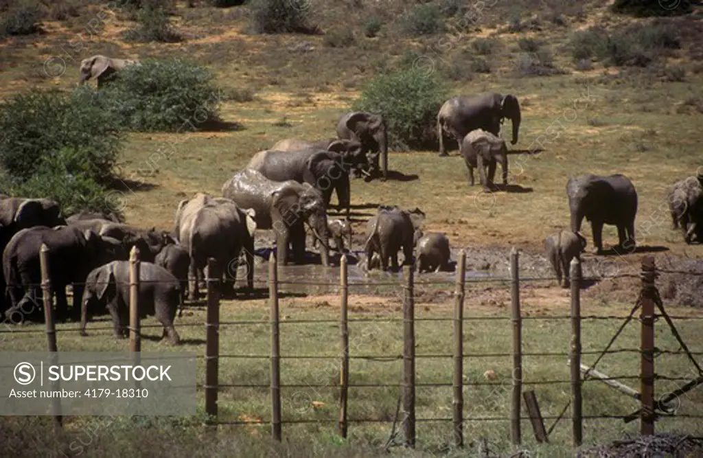Elephant Fencing w/ Elephants, Addo Natl Park, South Africa