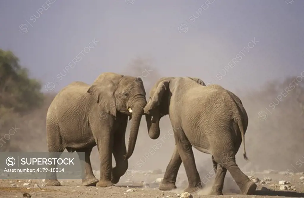 African Elephant Fighting (Loxodonta africana) Etosha, Namibia