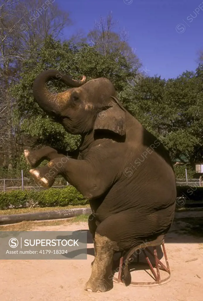 Asian Elephant performing (Elephas maximus), Baton Rouge Zoo, LA