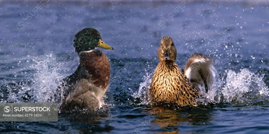 Mallard couple. displaying, bathing in a showy manner (Anas platyrhynchos) Germany, panoramic format 2:1