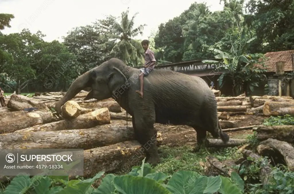Asian Elephant working (Elephas maximus) Sri Lanka