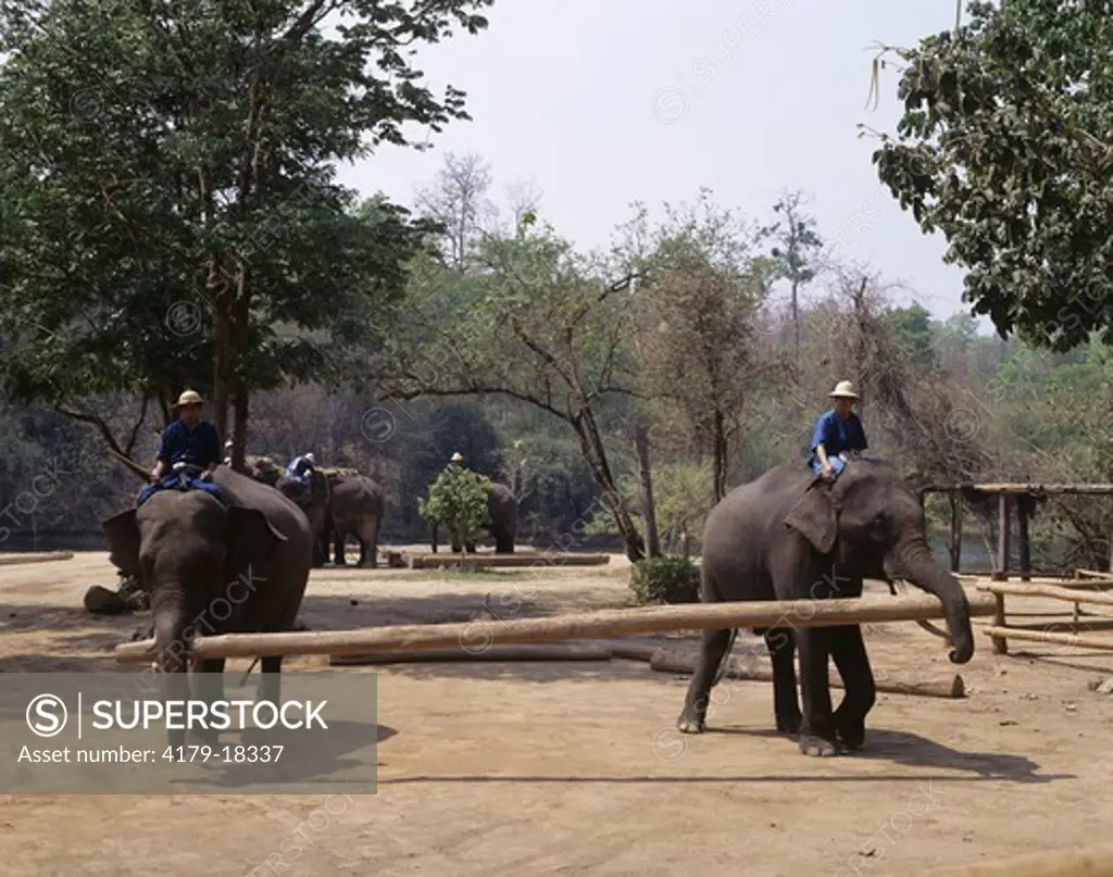 Elephant Training School and Conservation Centre, North Thailand