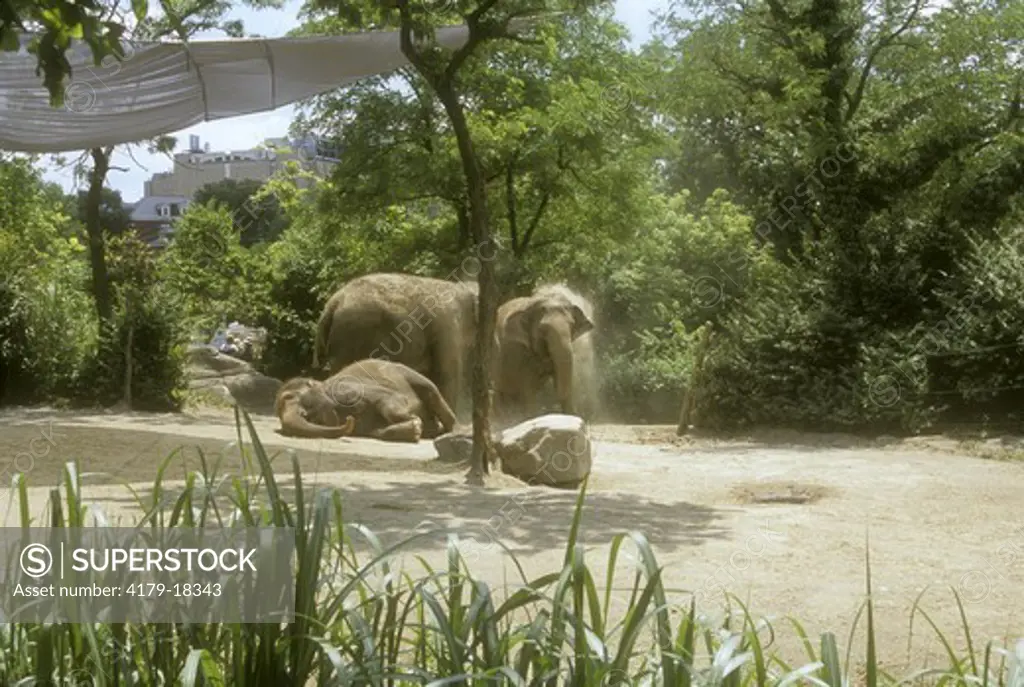 Asian Elephants (Elephas maximus), Cincinnati Zoo, Ohio, dusting