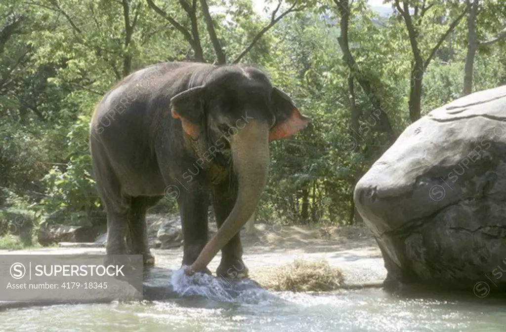 Asian Elephant (Elephas maximus), Cincinnati, OH, testing the Water