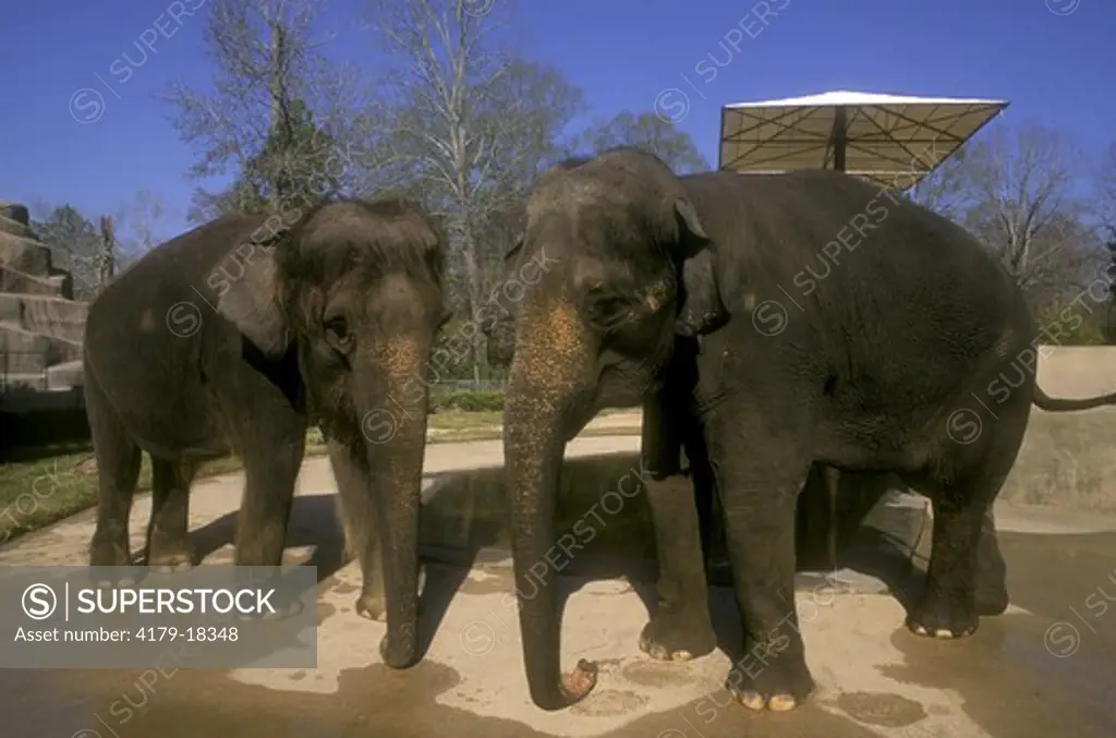 Asian Elephant Pair (Elephas maximus), Baton Rouge Zoo, LA