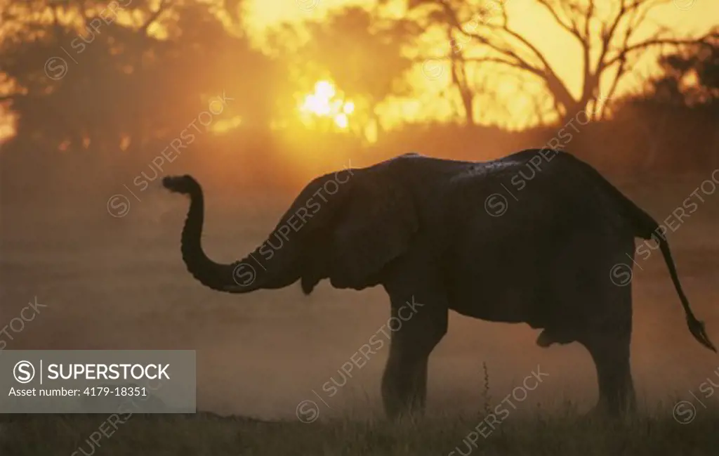 African Elephant (Loxodonta africana) Hwange, Zimbabwe