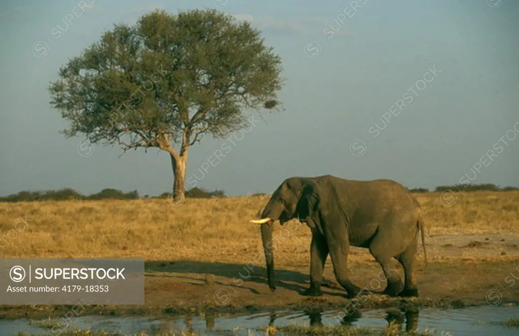 African Elephant  (Loxodonta africana) Hwange, Zimbabwe
