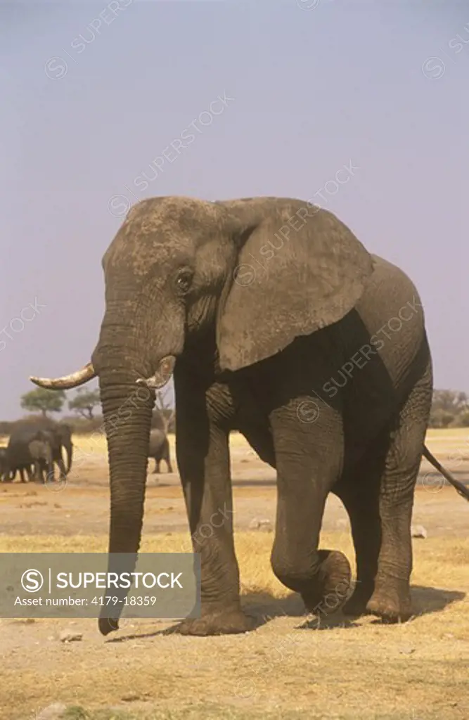 African Elephant (Loxodonta africana), Hwange, Zimbabwe