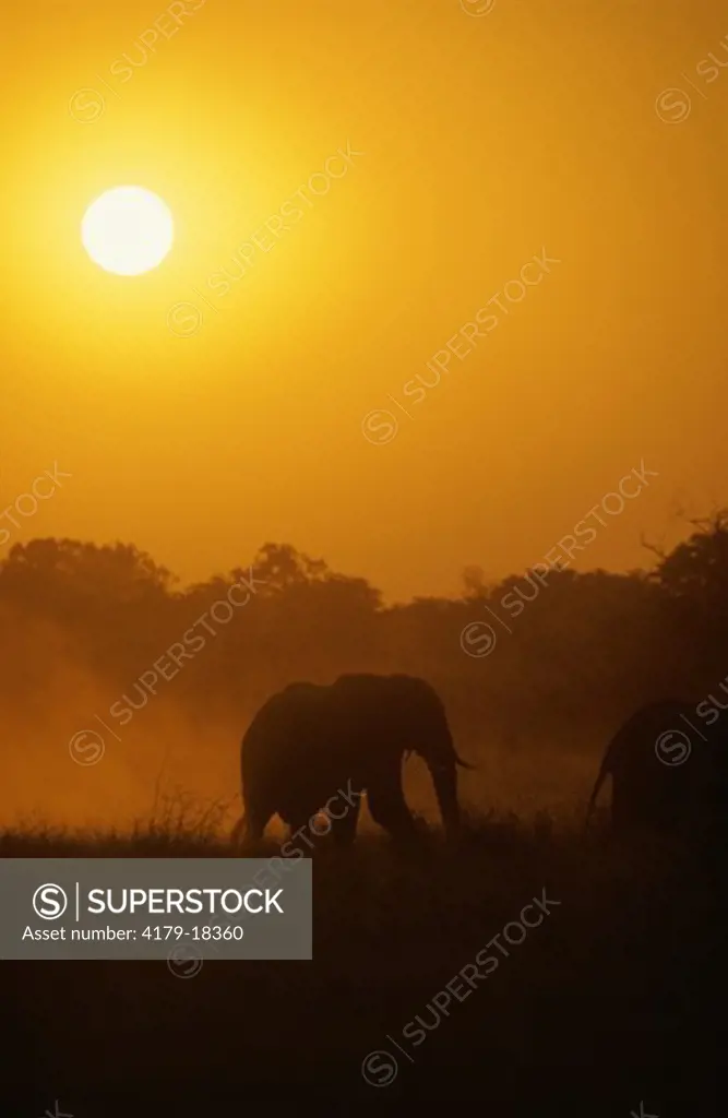 African Elephant (Loxodonta africana) silhouette at Sunset, Hwange, Zimbabwe