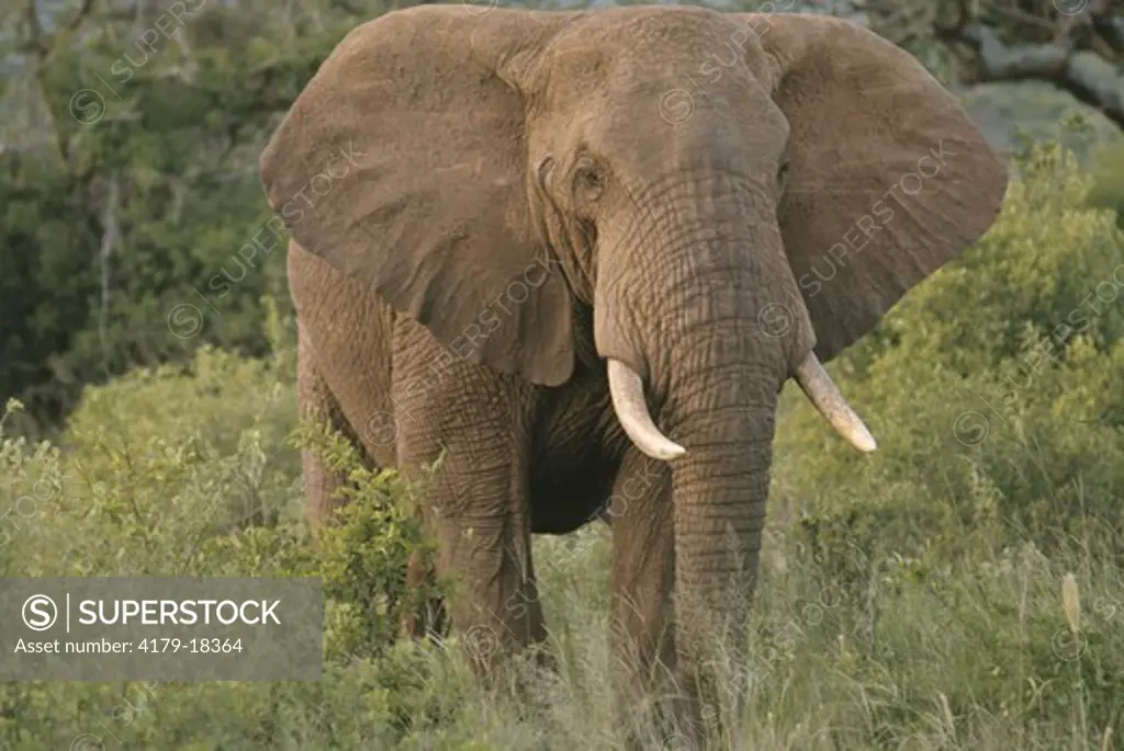 Elephant, Tsavo, Kenya