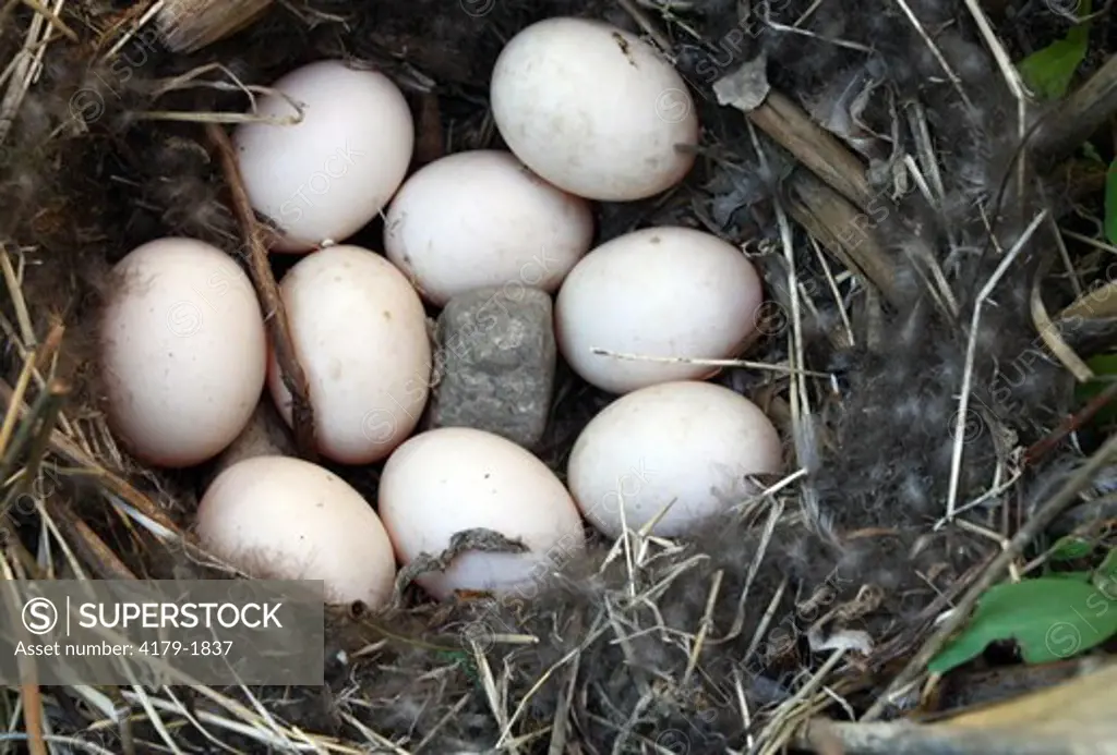 Mallard (Anas platyrhynchos) Nest with eggs. Have no idea why the rock in the middle. Bear River MBR, Utah