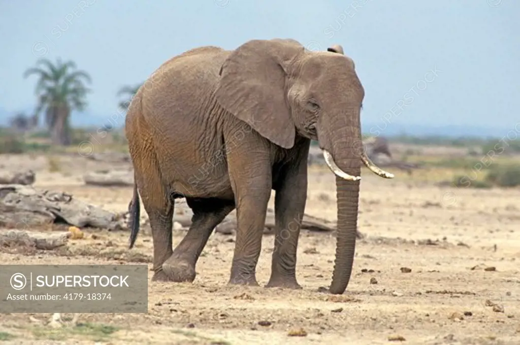 Adult female African Elephant resting cross legged in Aboseli National Park, Kenya, Africa.
