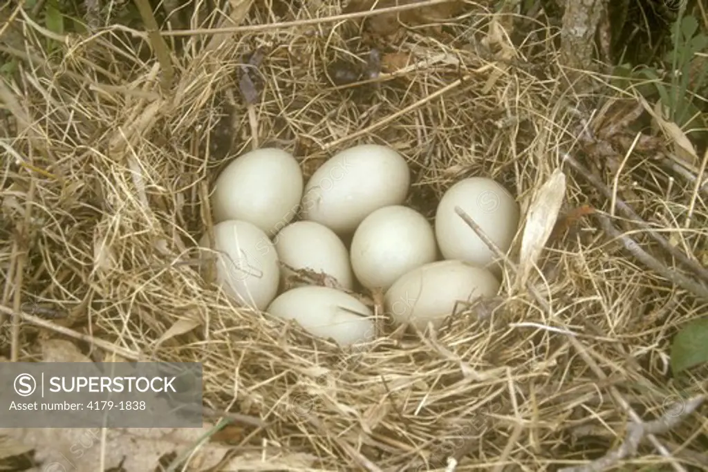 Mallard Nest & Eggs (Anas platyrhynchos) PA