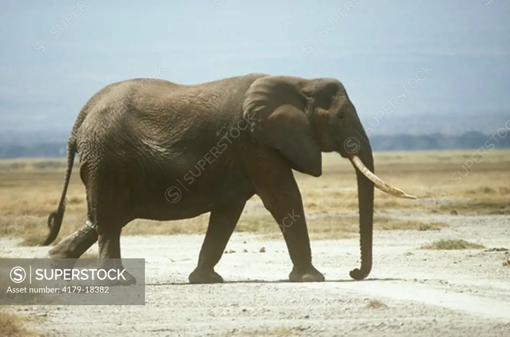 African Elephant Female (Loxodonta africana) Walking, Amboseli NP, Kenya