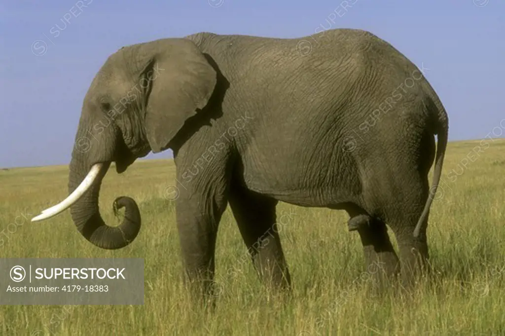 African Elephant male (Loxodonta africana) Masai Mara Reserve - Kenya