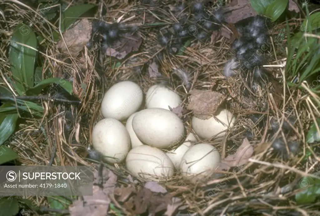 Mallard Nest w/Eggs (Anas platyrhynchos) Livingston Manor, NY