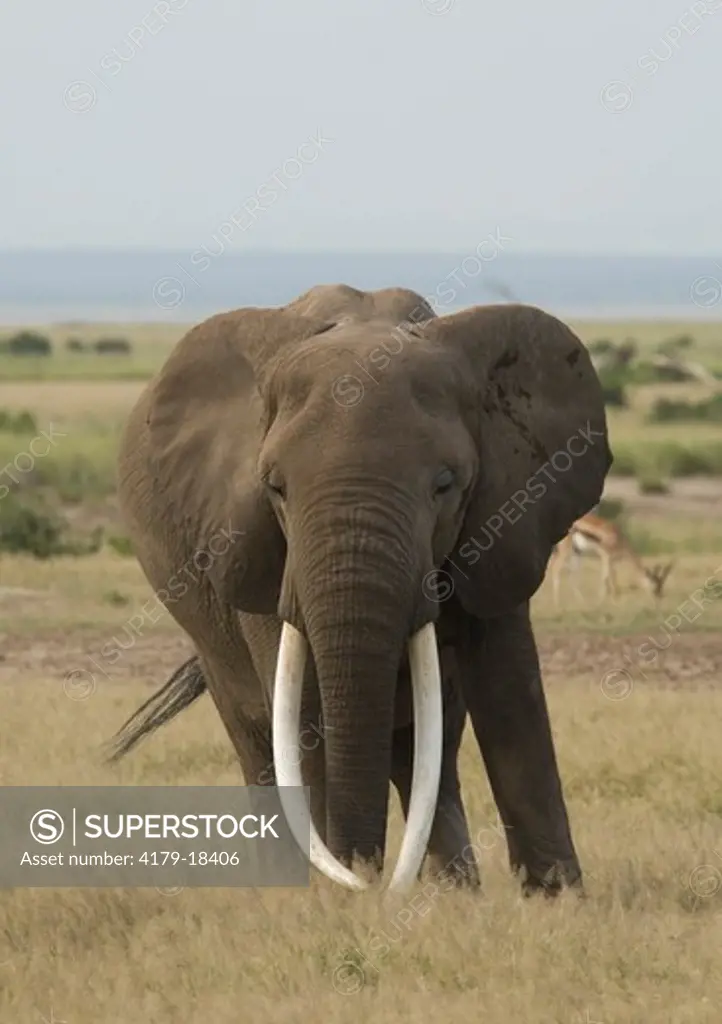 Elephant with very big tusks (Loxodonta africana), Amboseli National Park, Kenya