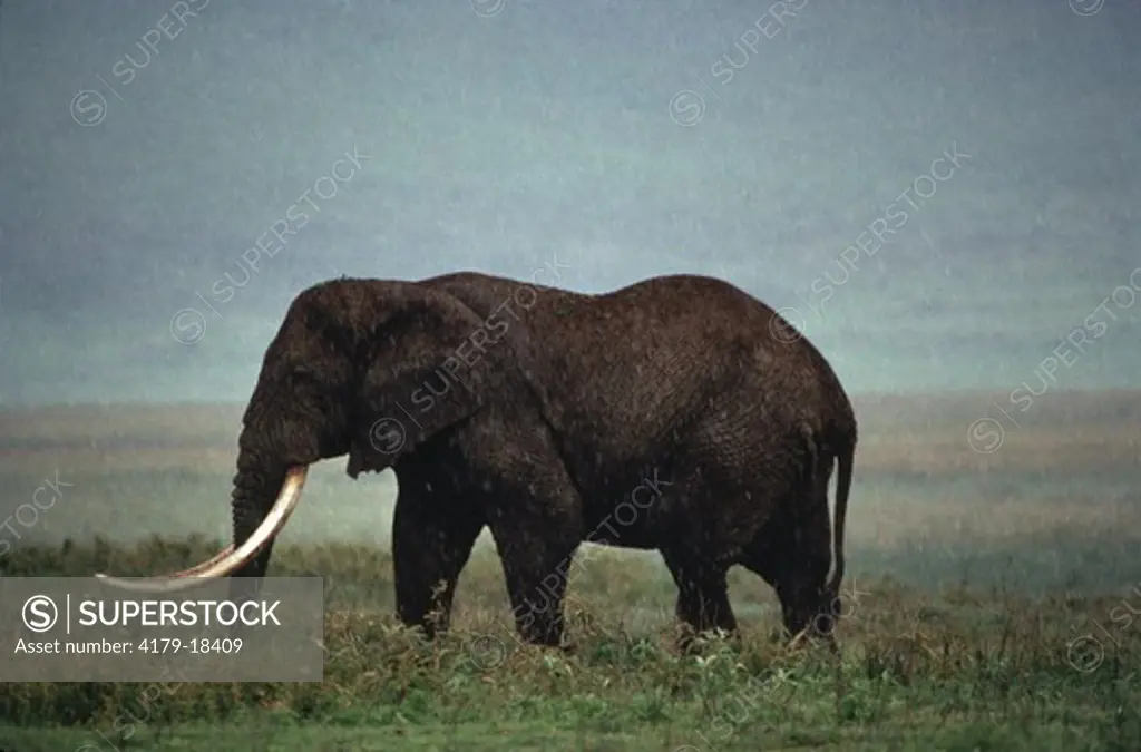 African Elephant Bull in Rainstorm (Loxodonta africana), Ngorongoro, Tanzania