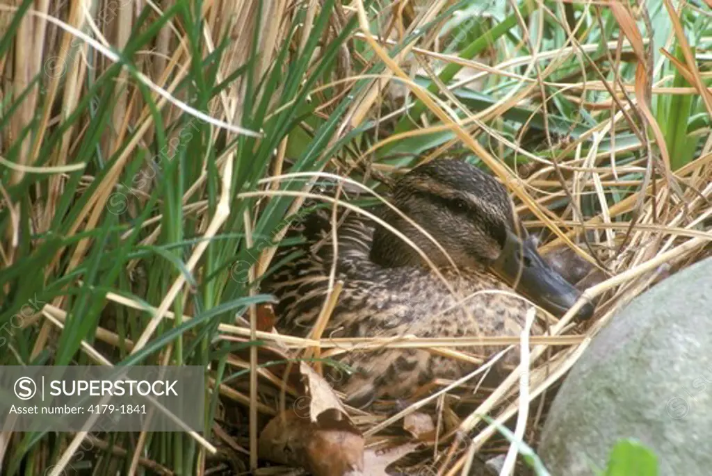 Nesting Mallard (Anas platyrhnchos) Dayton Ohio