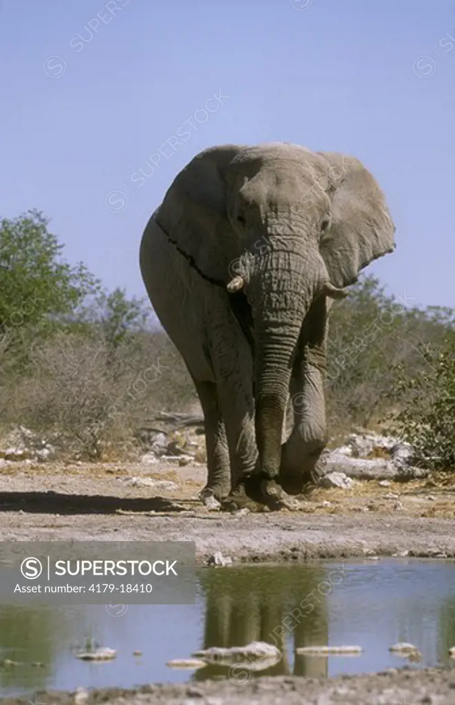 Elephant (Loxondonta africana) Etosha NP, Namibia, africa