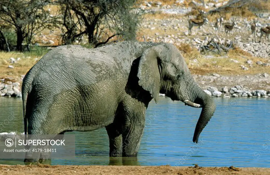 African Elephant resting Trunk on Tusk (Loxodonta africana) Etosha NP, Namibia, Africa