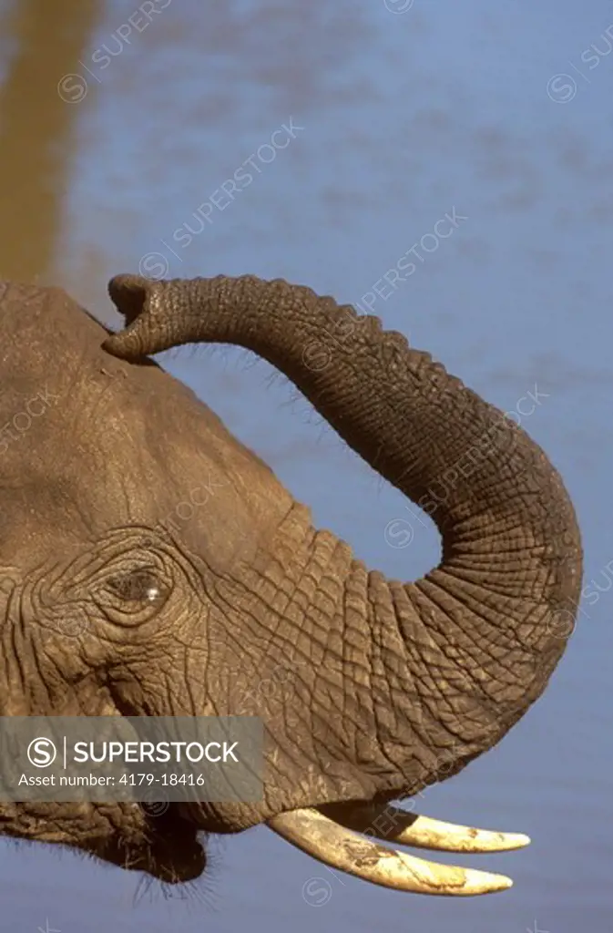 African Elephant (Loxondonta africana), Etosha, Namibia