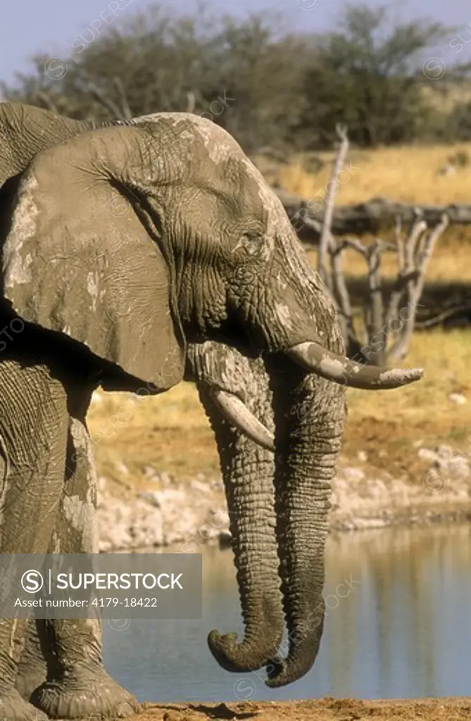 African Elephant (Loxodonta africana) Etosha NP, Namibia Africa