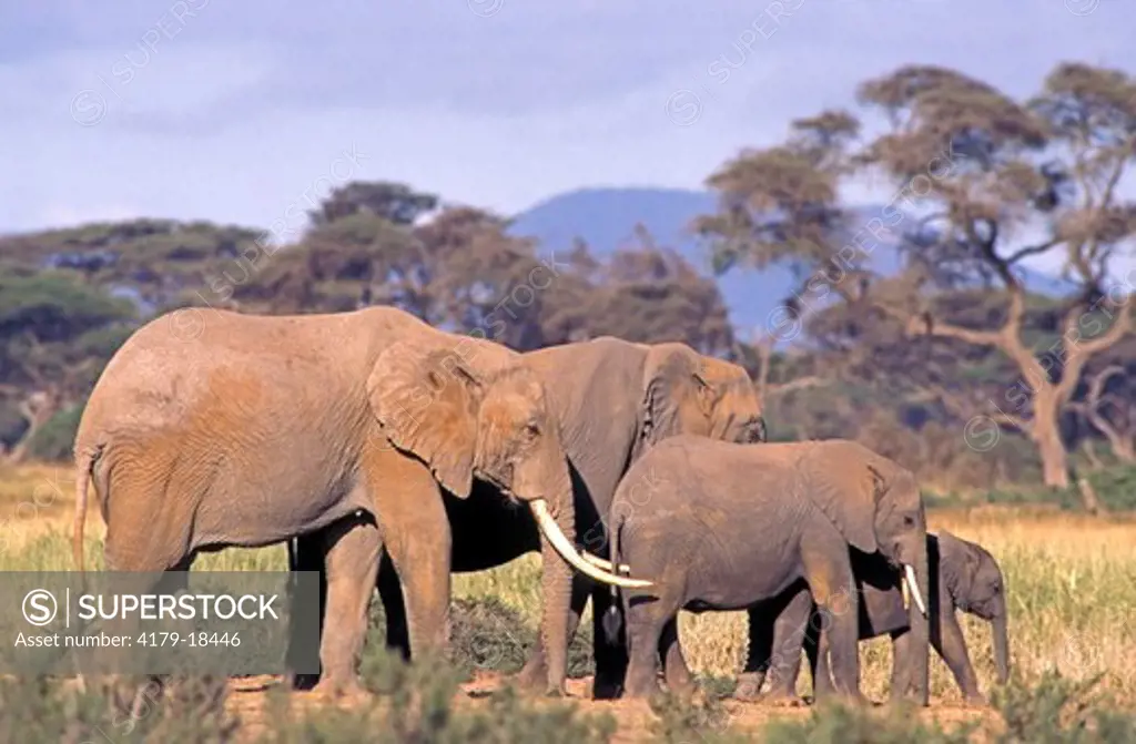 Adult female African Elephants with babies crossing to a new feeding area in Amboseli National Park, Kenya, Africa.