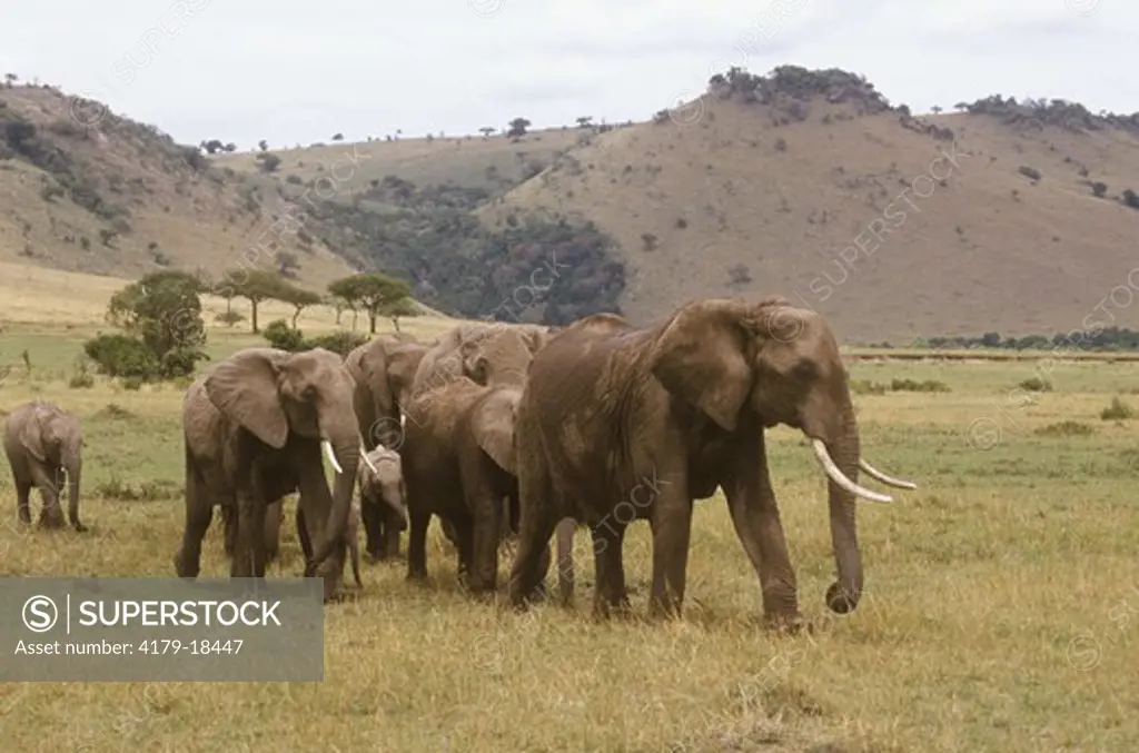 Group of African Elephants (Loxondonta africana) walking, Masai Mara, Kenya