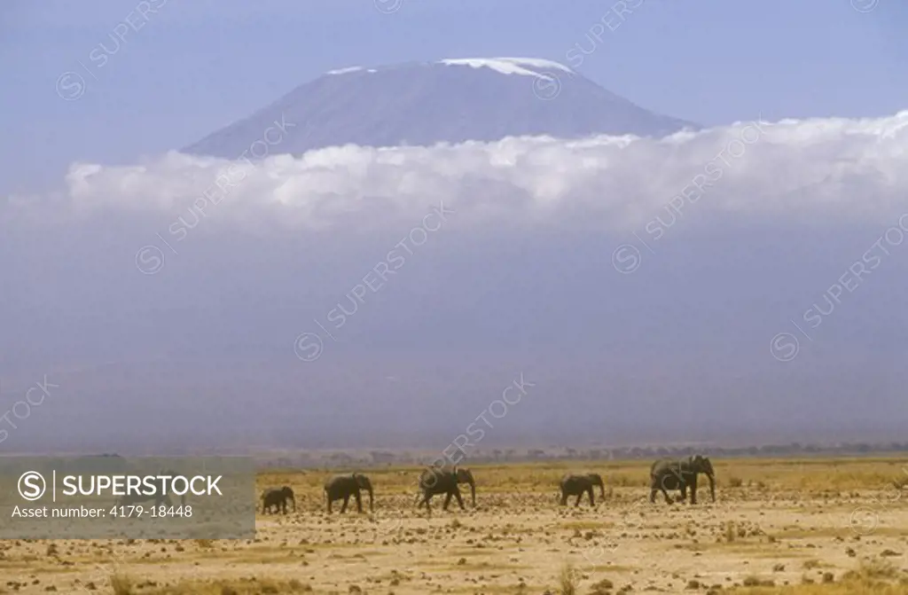 Elephants with Mount Kilimanjaro in Background, Kenya