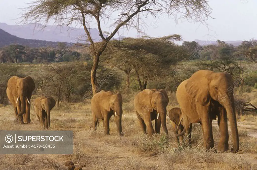 African Elephants walking in wooded Plains (Loxodonta africana), Samburu, Kenya