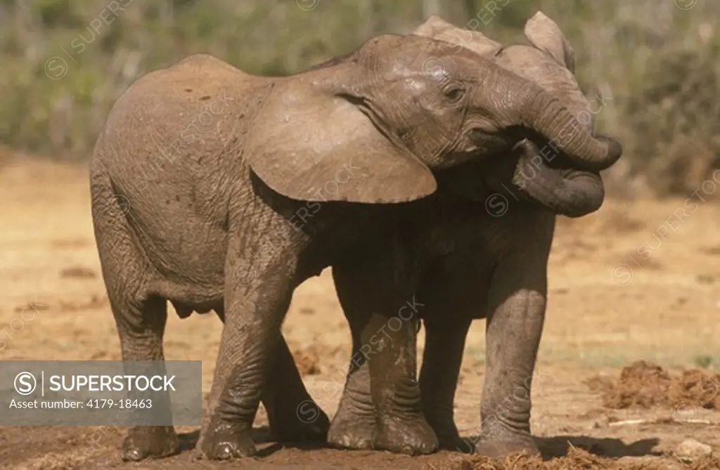 Elephant youngsters playing (Loxodonta africana) Ado South Africa