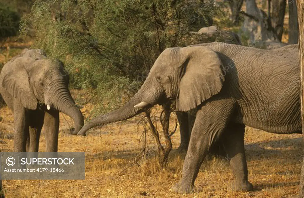 Elephant catching the scent of another bull (Loxodonta africana) Moremi NP Botswana