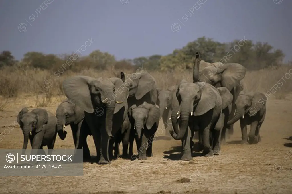 African Elephant Herd (Loxodonta africana) Hwange, Zimbabwe