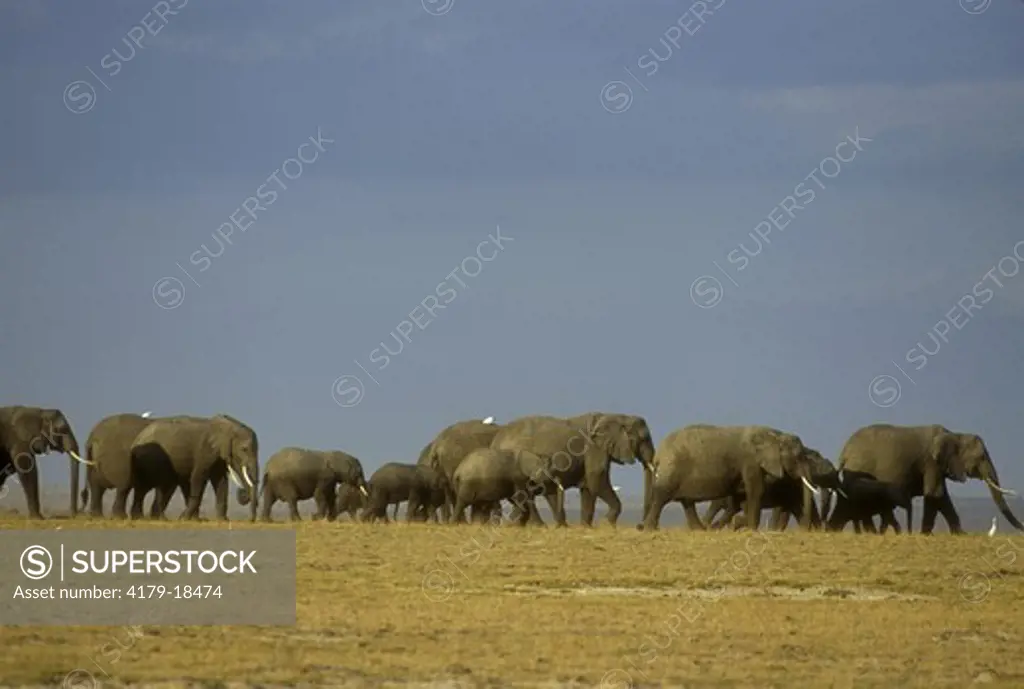 Elephant Herd (Loxodonta africana), Amboseli NP, Kenya