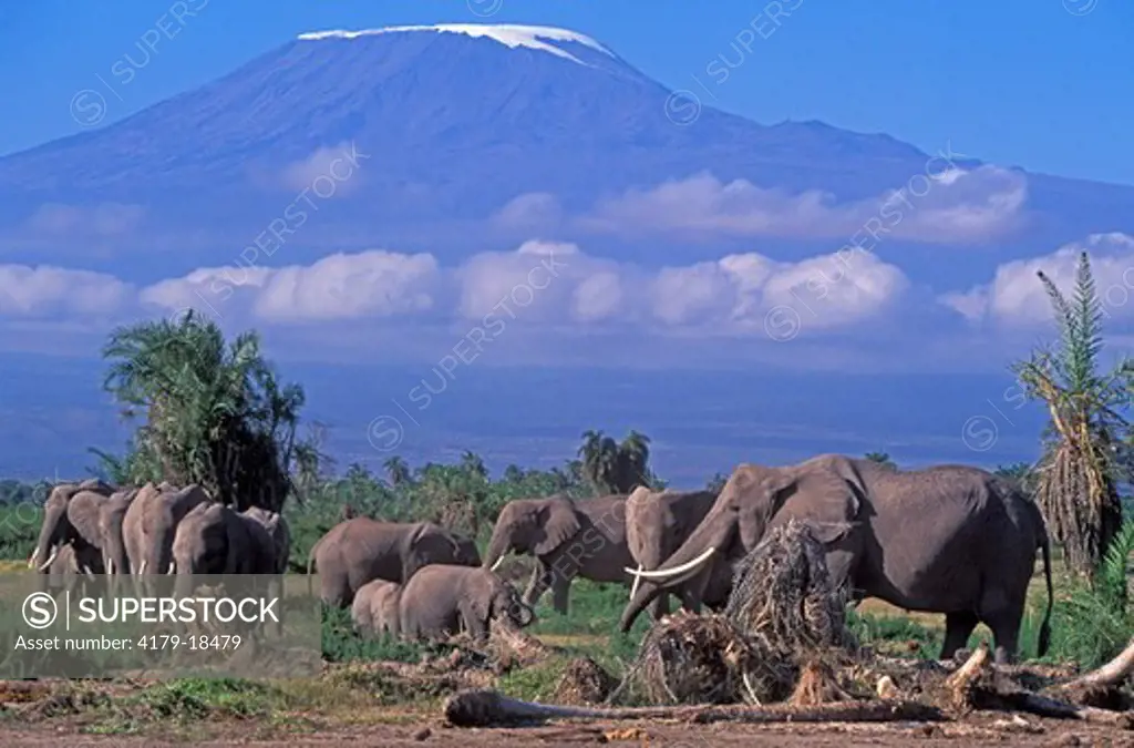 Adult female African Elephants with their babies (family group) feeding in front of Mount Kilimanjaro (note habitat destruction caused by elephants) in Amboseli National Park, Kenya, East Africa.