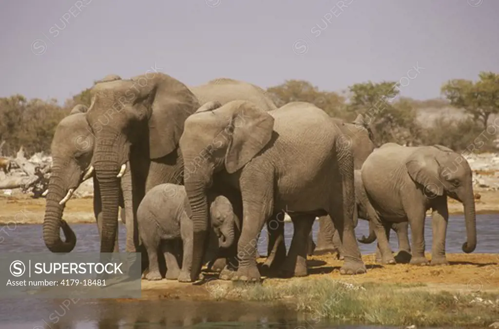 African Elelphant  (Loxodonta africana) Etosha, Namibia