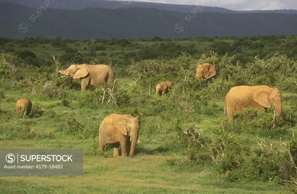 Elephant herd (Loxodonta africana) Addo Elephant Park So. Afr.