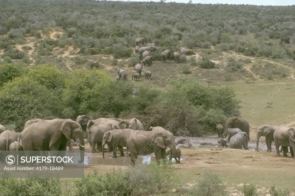 African Elephant herd Addo Natl Park South Africa