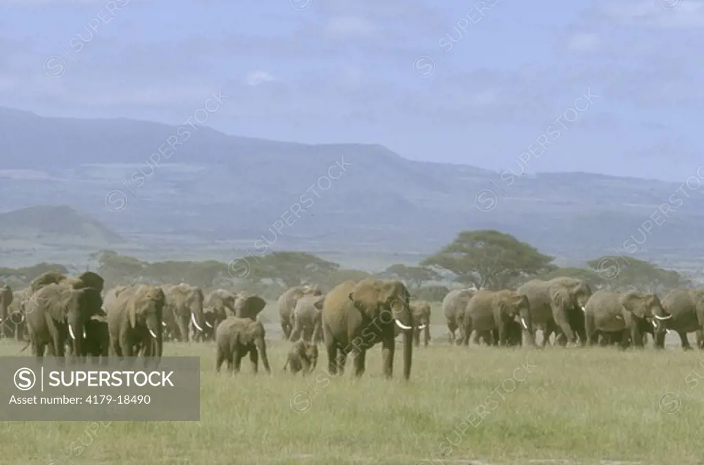 Afr. Elephant Herd walking across Plain, Amboseli NP, Kenya (Loxodonta africana)
