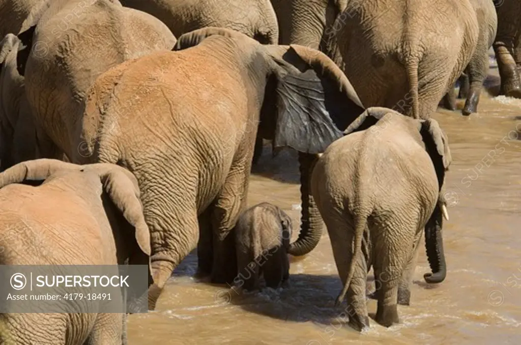 Elephants in Uaso Nyiro River (Loxodonta africana), Samburu National Reserve, Kenya
