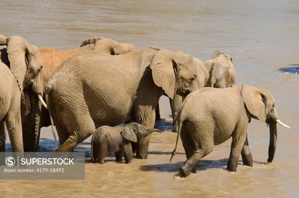 Elephants crossing Uaso Nyiro River (Loxodonta africana), Samburu National Reserve, Kenya