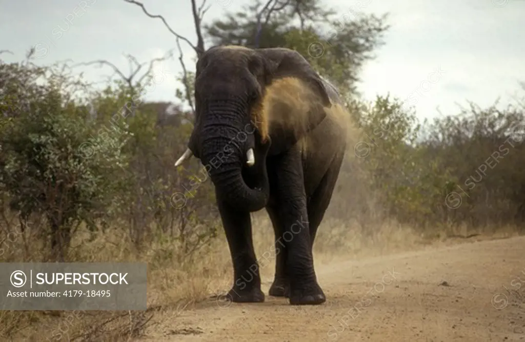 African Elephant (Loxodonta africana) South Africa