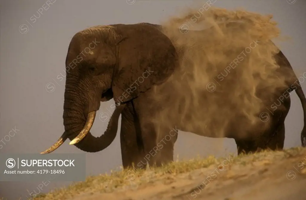 Af. Elephant taking Dust Bath (Loxodonta africana), Chobe NP, Botswana
