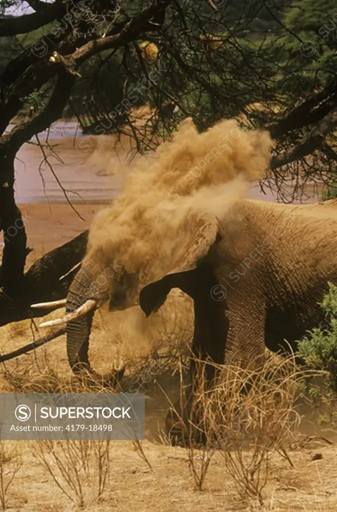 African Elephant Dust bathing, Samburu GR, Kenya (Loxodonta africana)