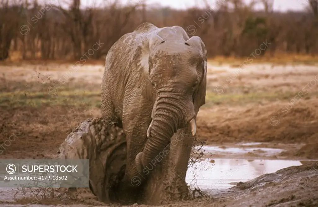 African Elephant (Loxodonta africana), mud bathing, Hwange, Zimbabwe